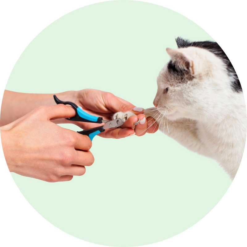 Priežiūra ir higiena