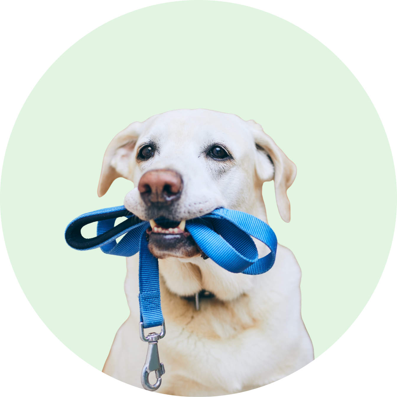 Pavadėliai ir Petnešos