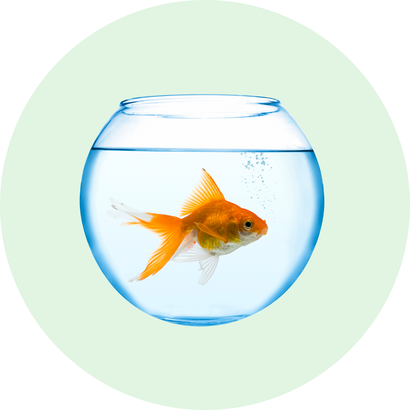 Akvariumai ir įranga