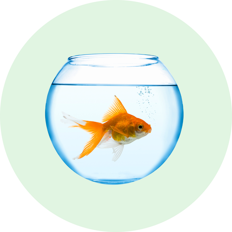 Akvariumai ir įranga