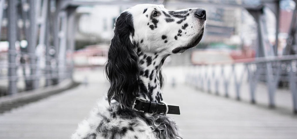 Kollu Collar - Black 
