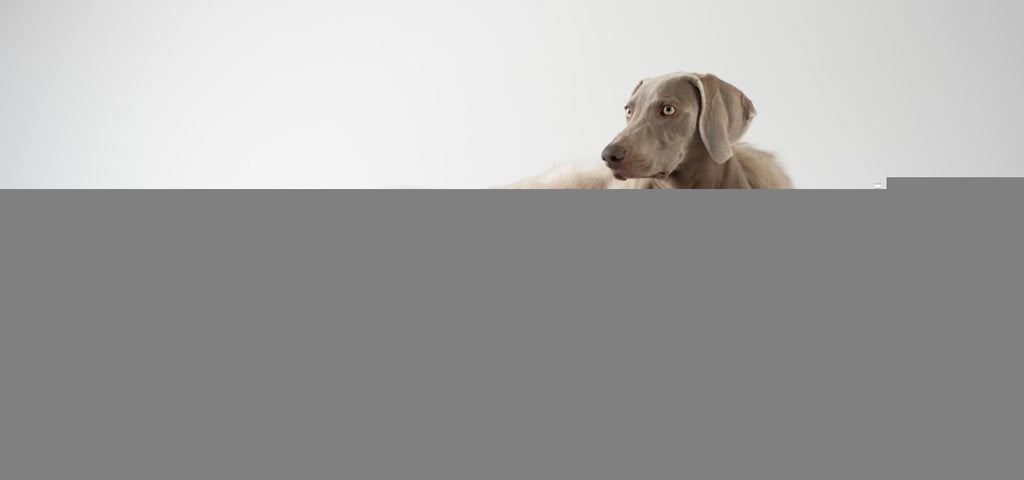 Møvik Dog Bed - Grey 