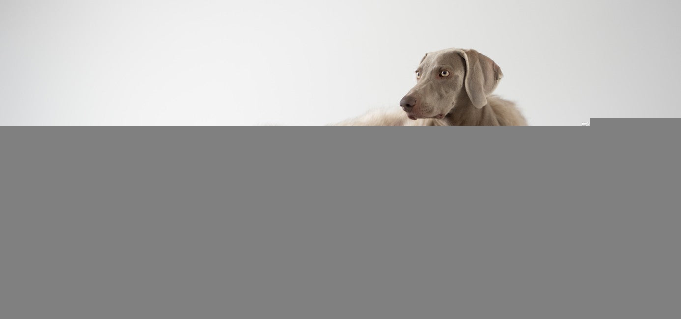 Møvik Dog Bed - Grey 