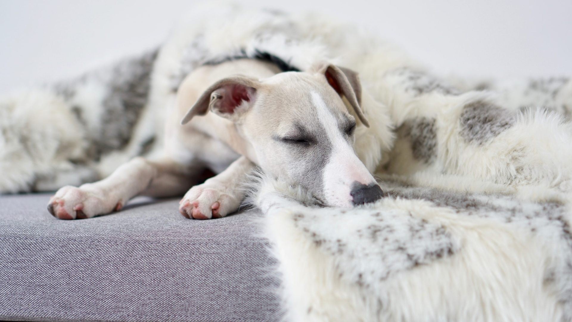 Tösse Blanket - Brown & White 