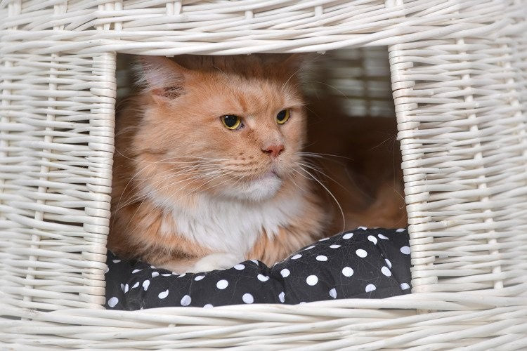 Whitewashed Wicker Cat House Cari With Cushions