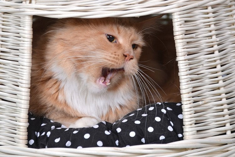 Whitewashed Wicker Cat House Cari With Cushions